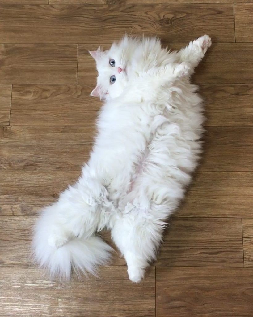 Рэгдолл Манчкин