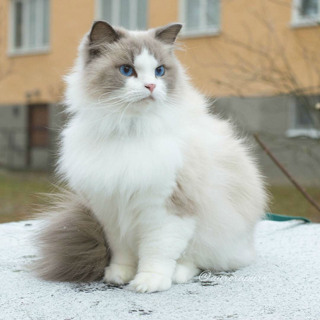 Рагамаффин порода