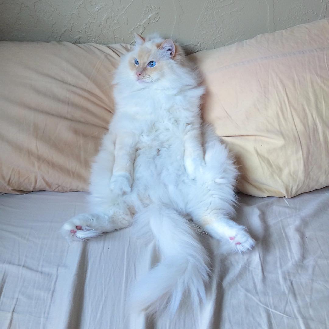 Флаффи Рэгдолл