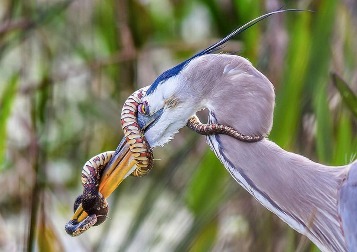 Изящные птицы