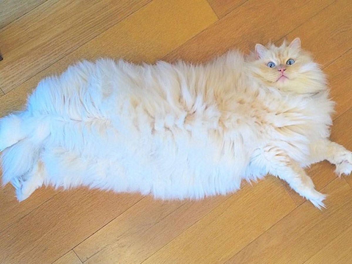 Пушистые коты