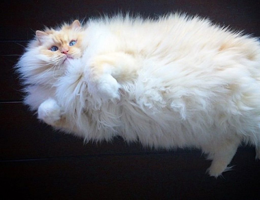 Пушистая кошка