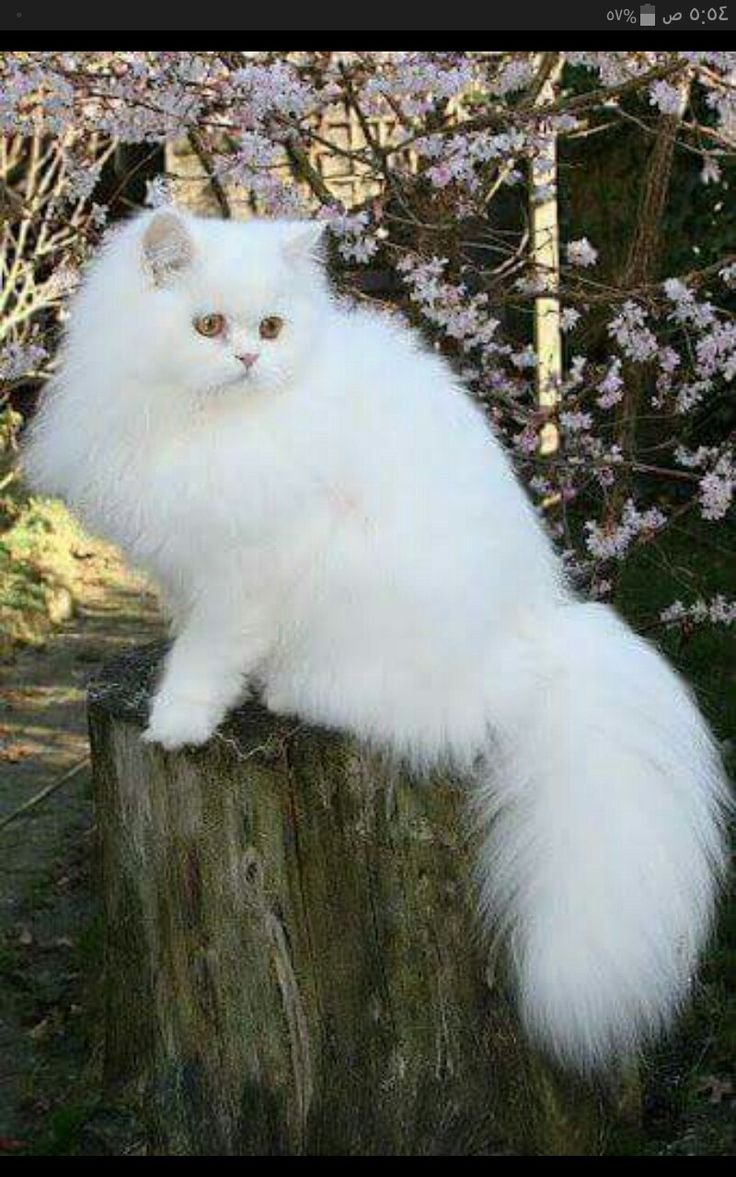 Сибирская ангорская кошка трёхцветная