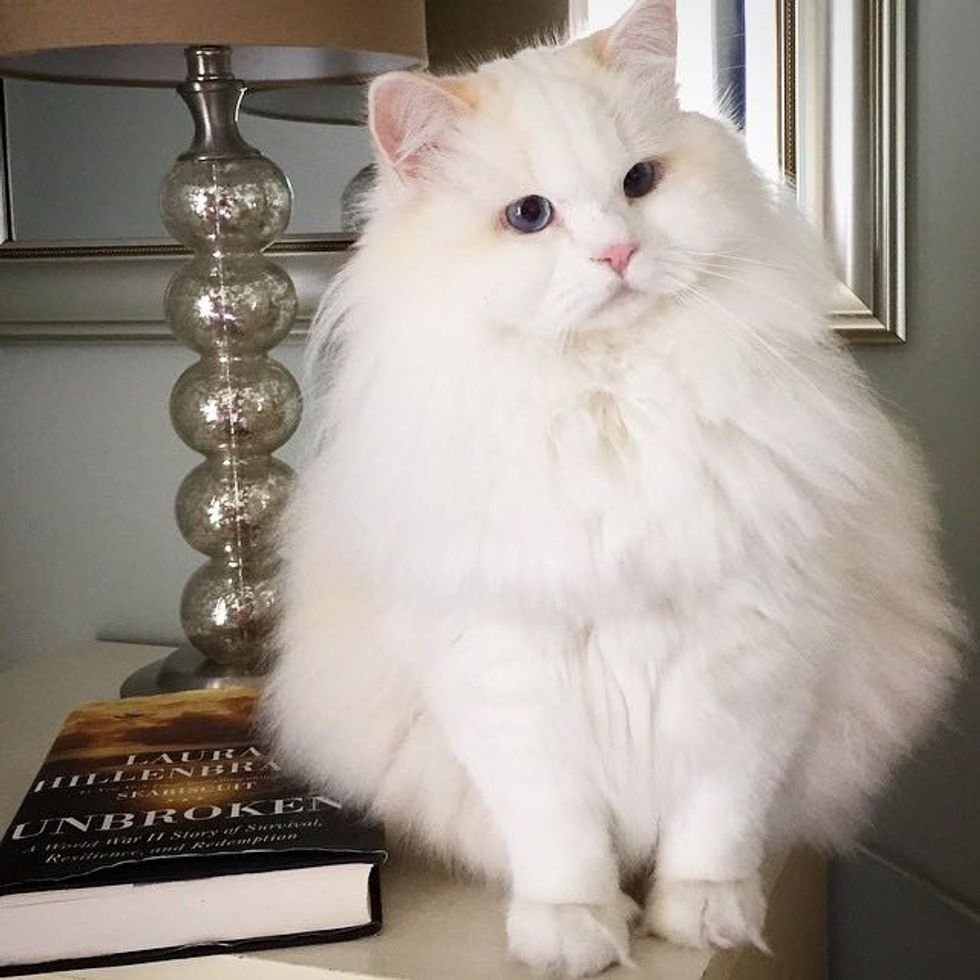 Самые пушистые кошки
