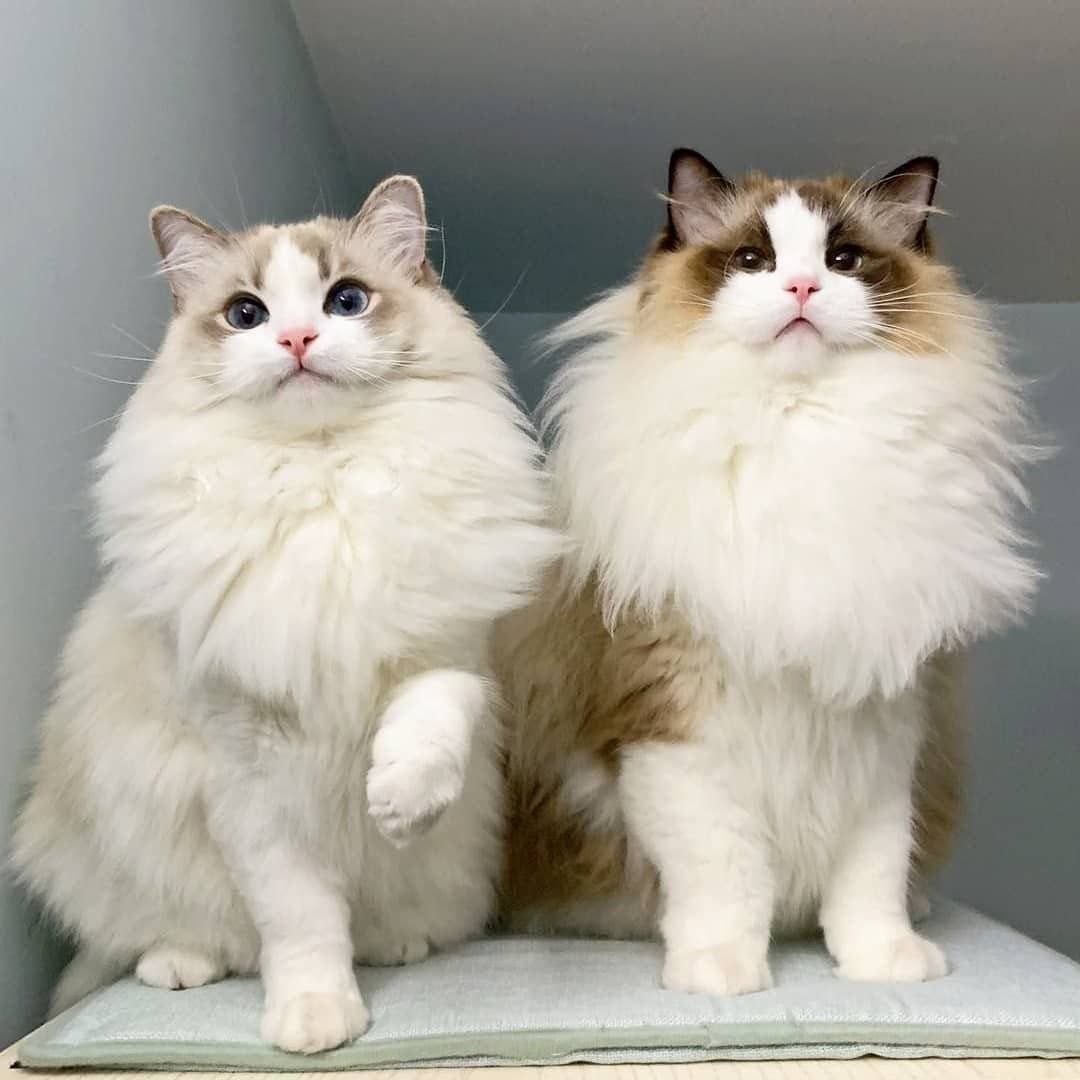 Порода кошек Рэгдолл