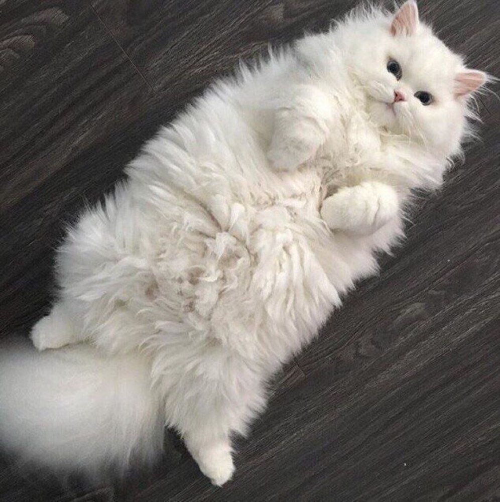 Ангорская шиншилла кошка