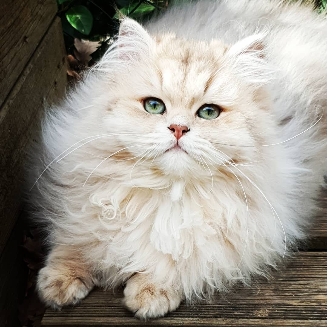 Пушистая красавица