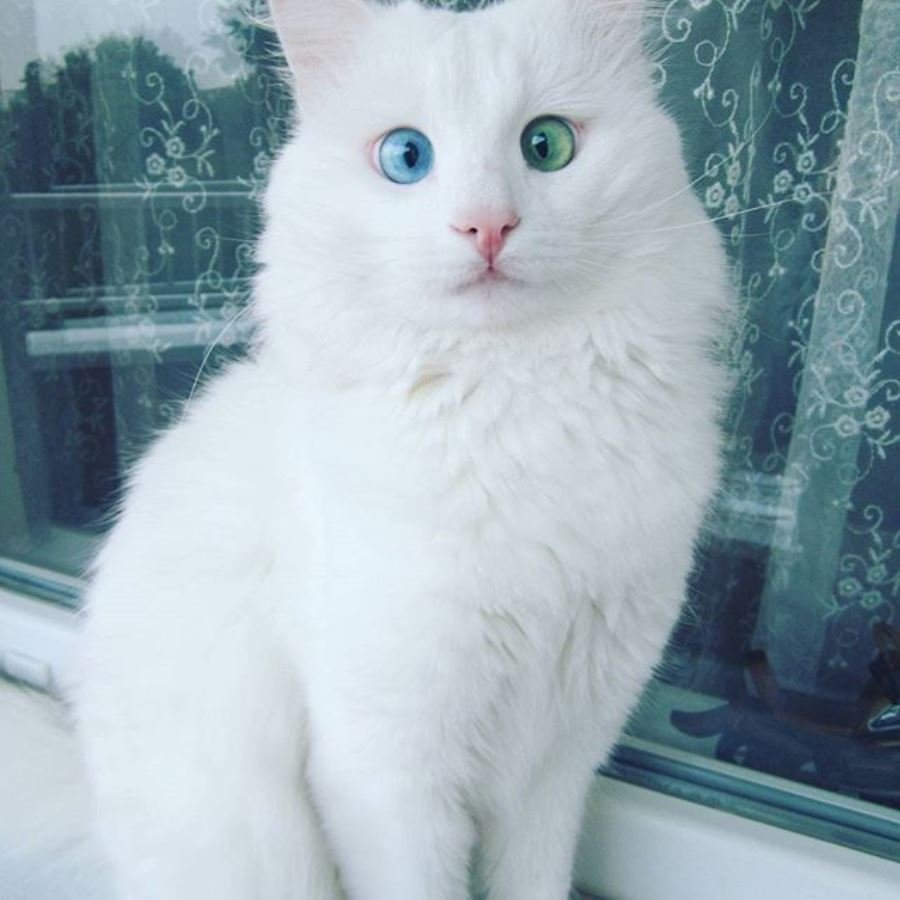 Турецкая ангора вислоухая