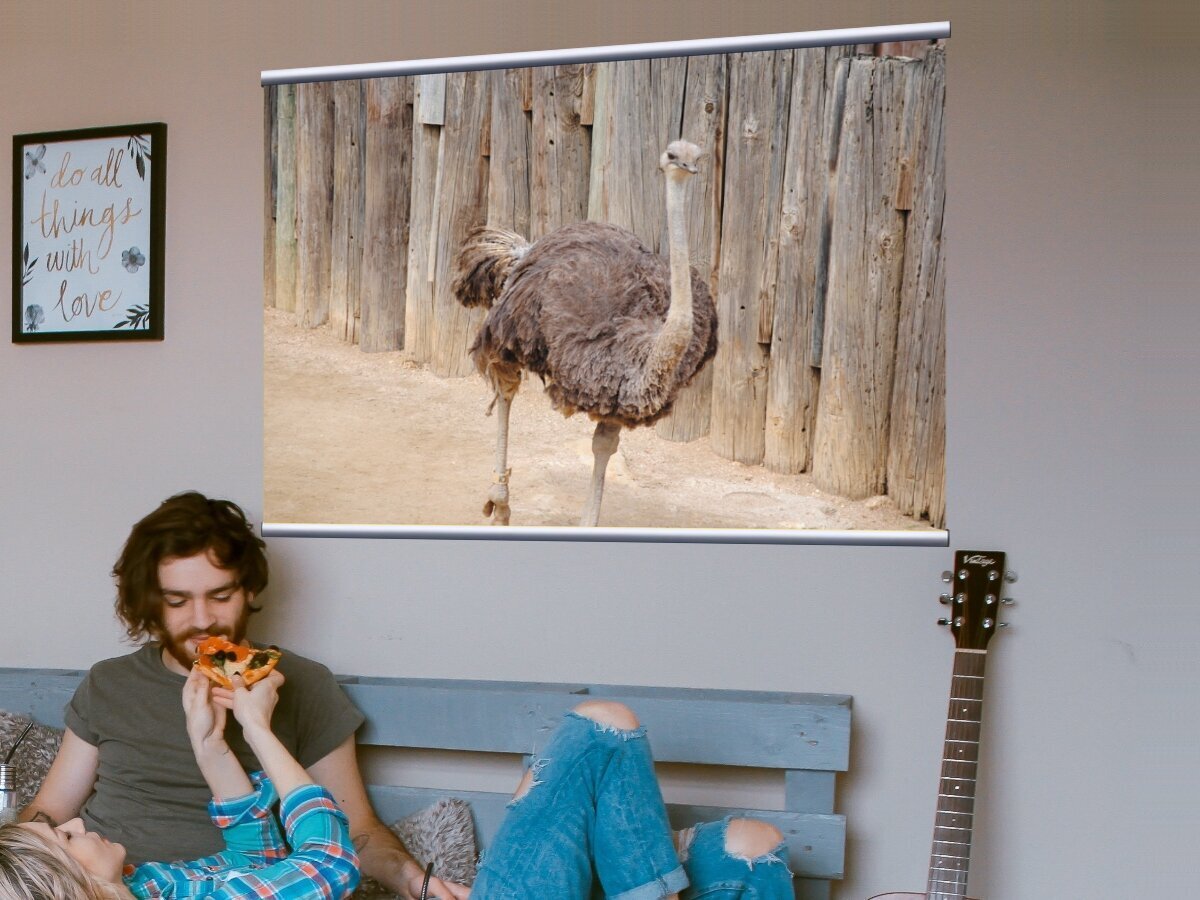 Страус картины на холсте