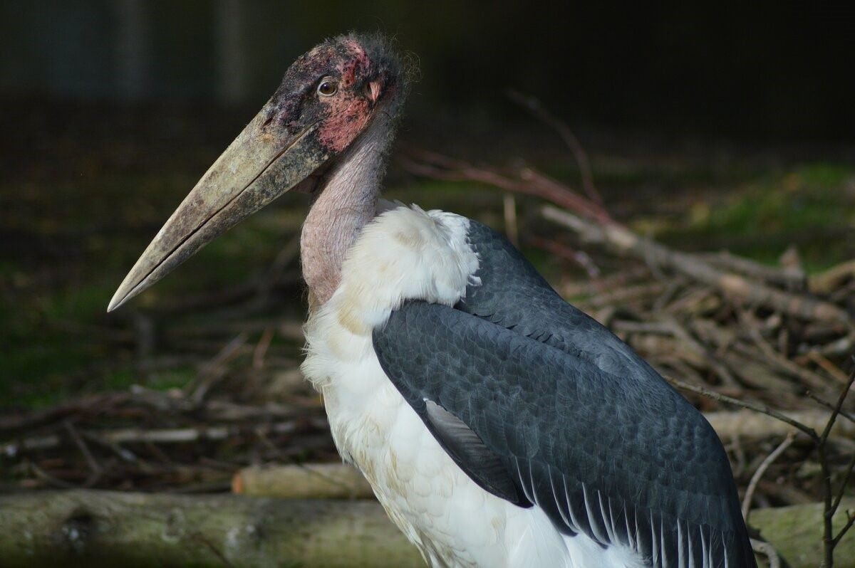 Марабу самка