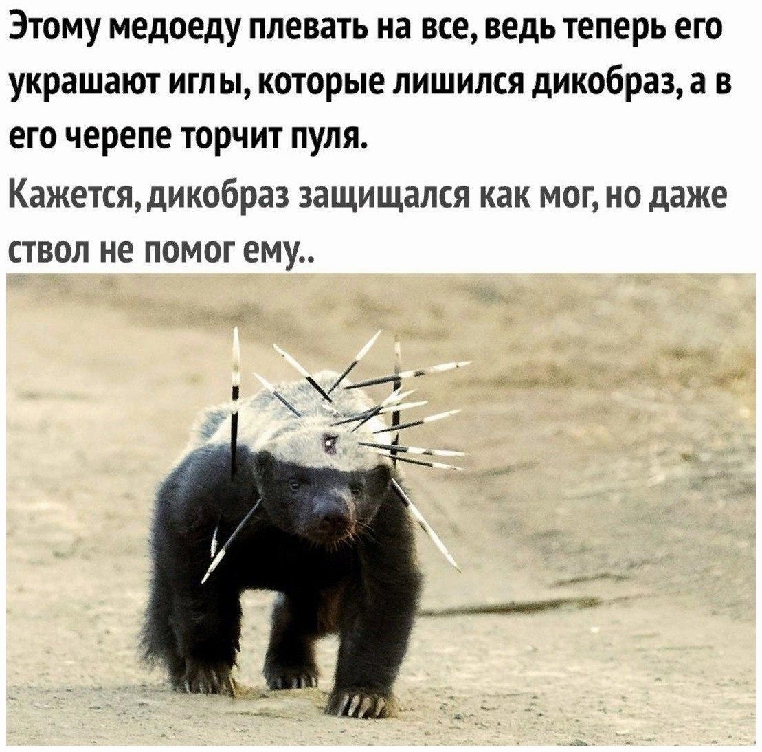 Медоед в иглах дикобраза