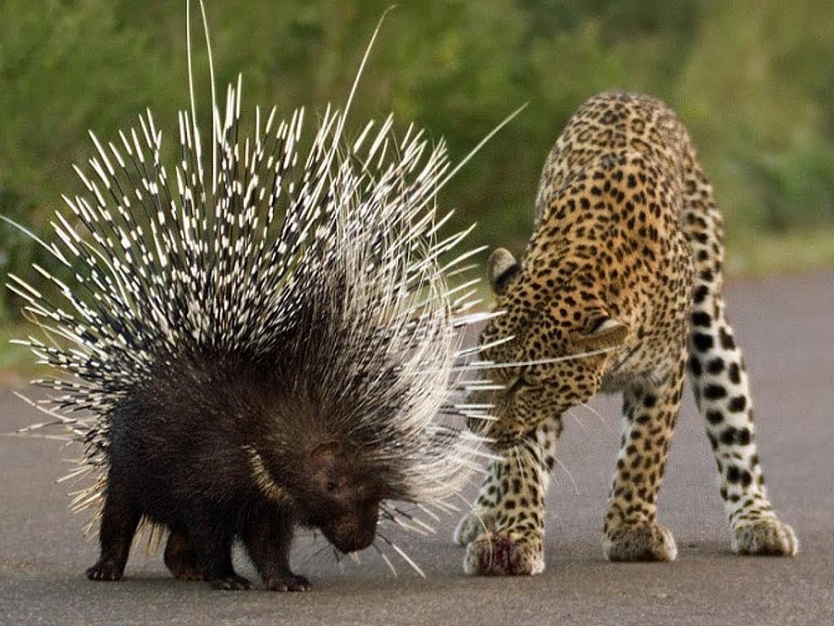 Дикобраз против леопарда