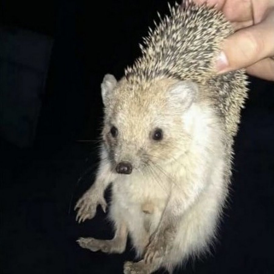 Ежик за шкирку