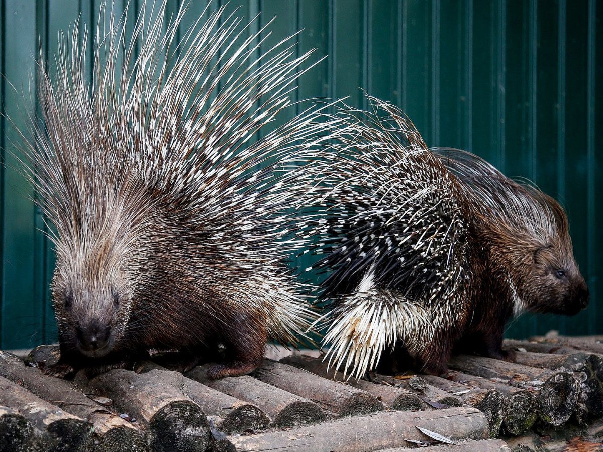 Индийский Дикобраз hystrix Indica