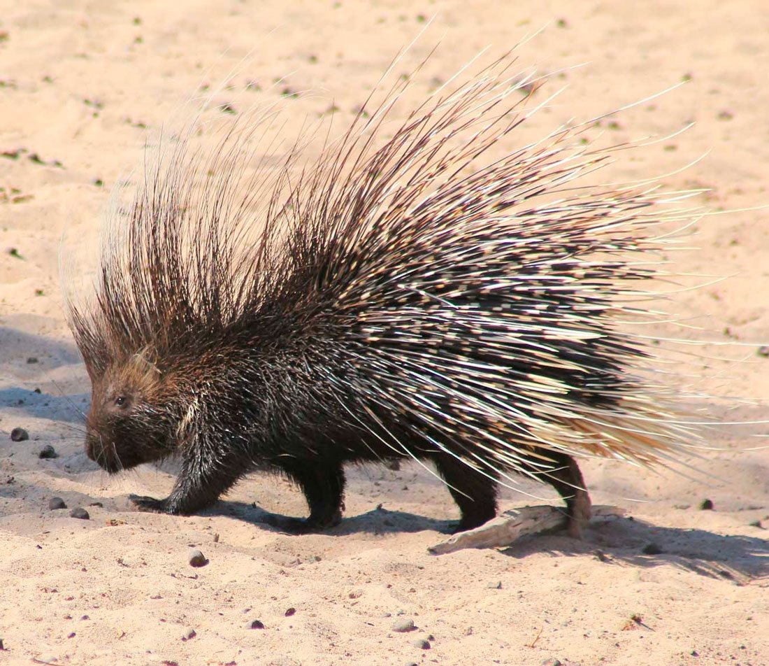 Гребенчатый Дикобраз