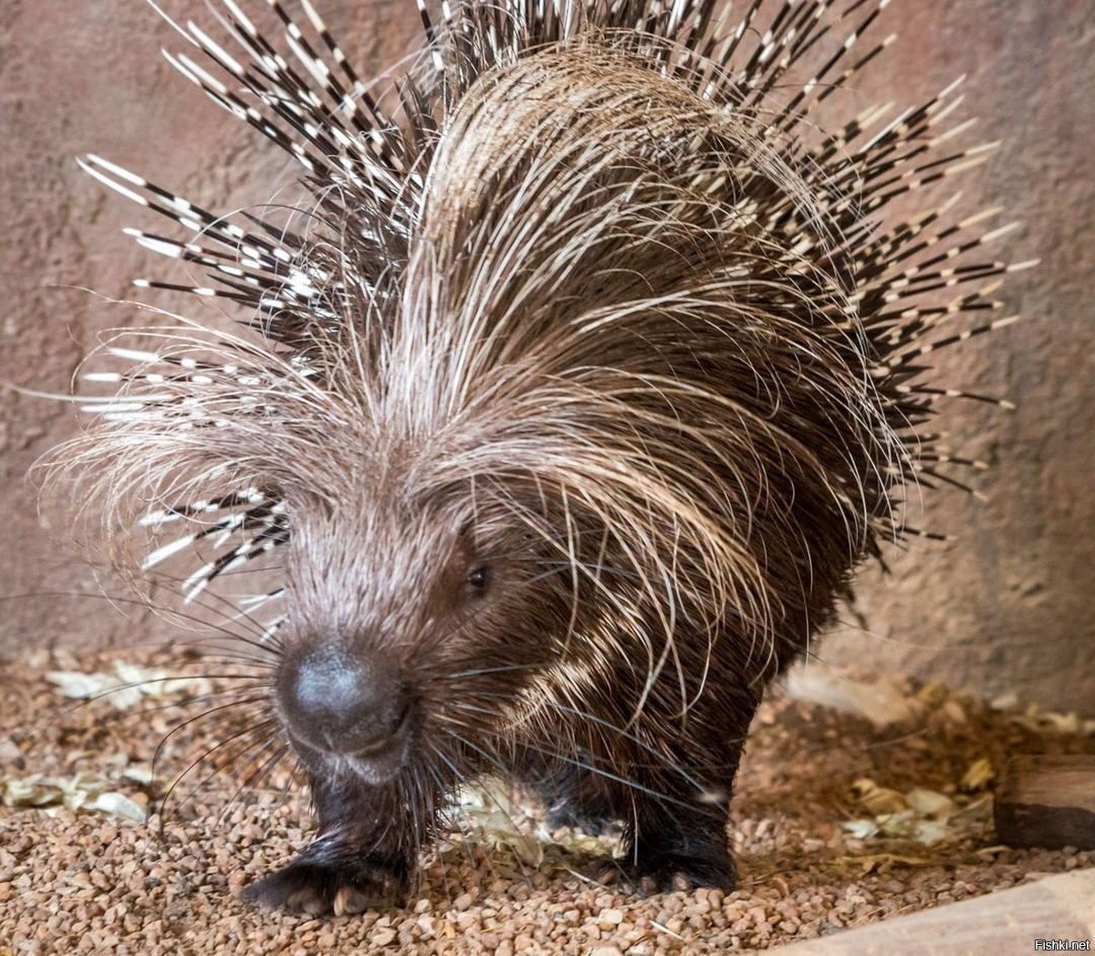 Дикобраз картинка