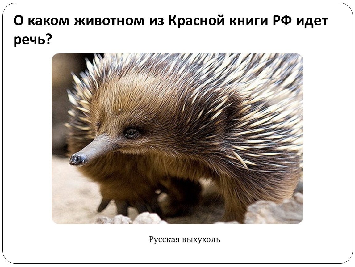 Еж ехидна Дикобраз