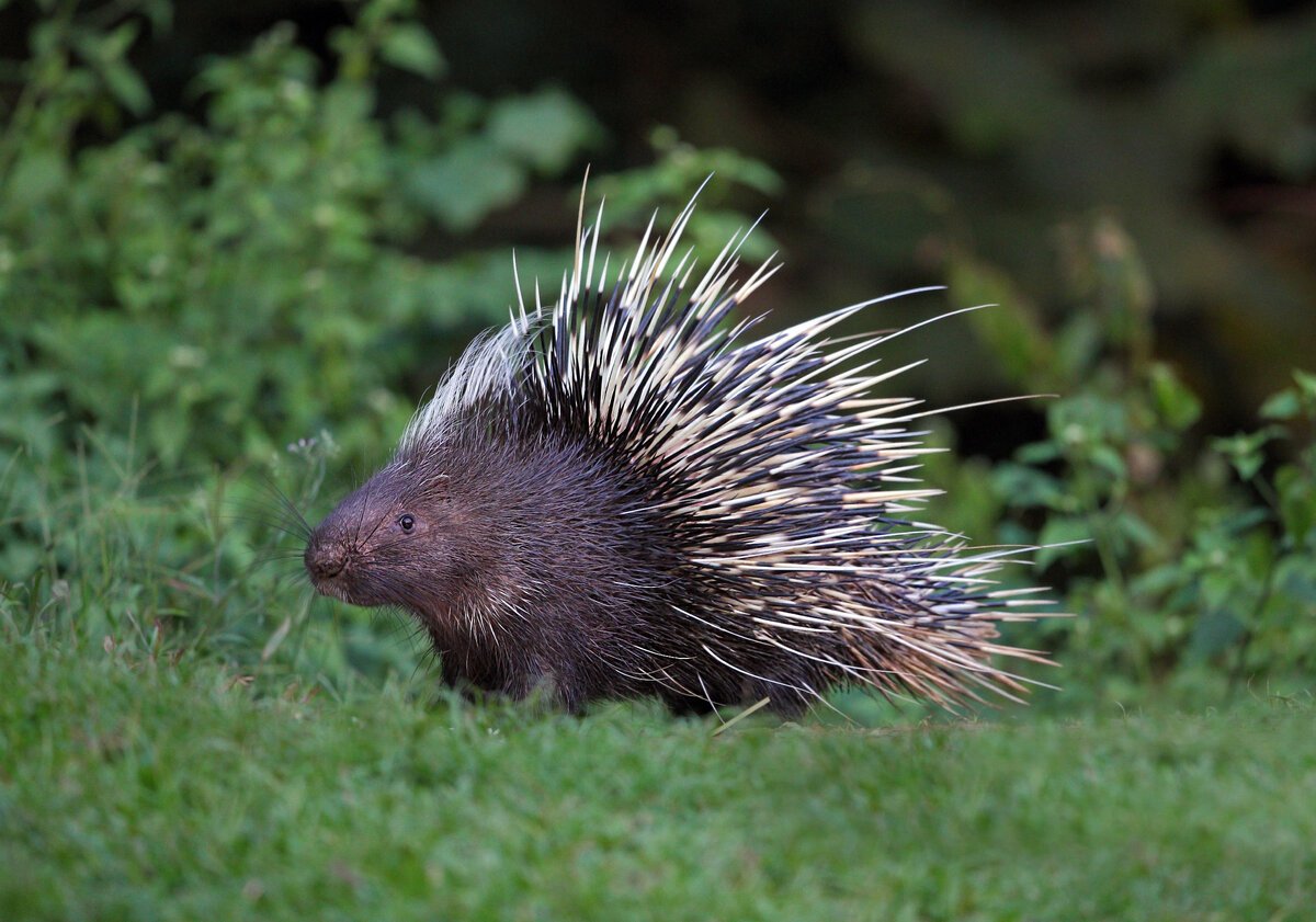 Ластоногий Дикобраз