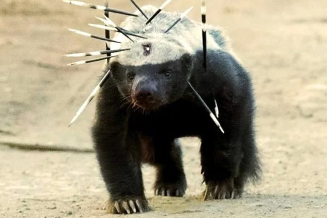 Медоед бесстрашный