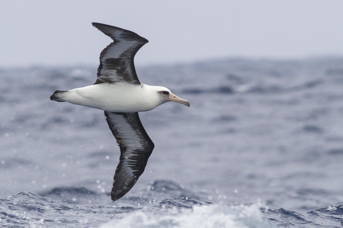 Темноспинный Альбатрос красная книга России