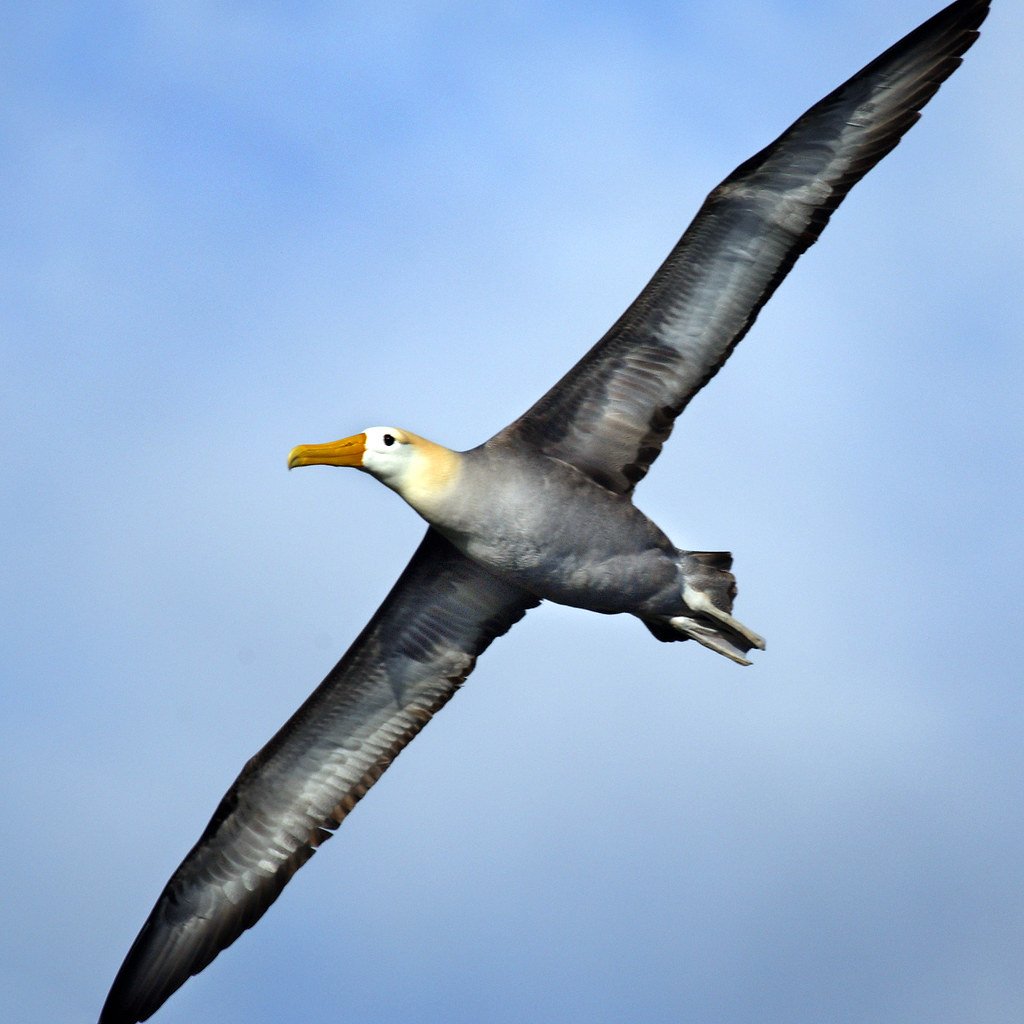 Странствующий Альбатрос размах крыльев