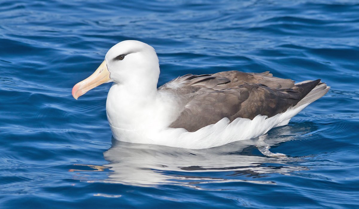 Странствующий Альбатрос Антарктики