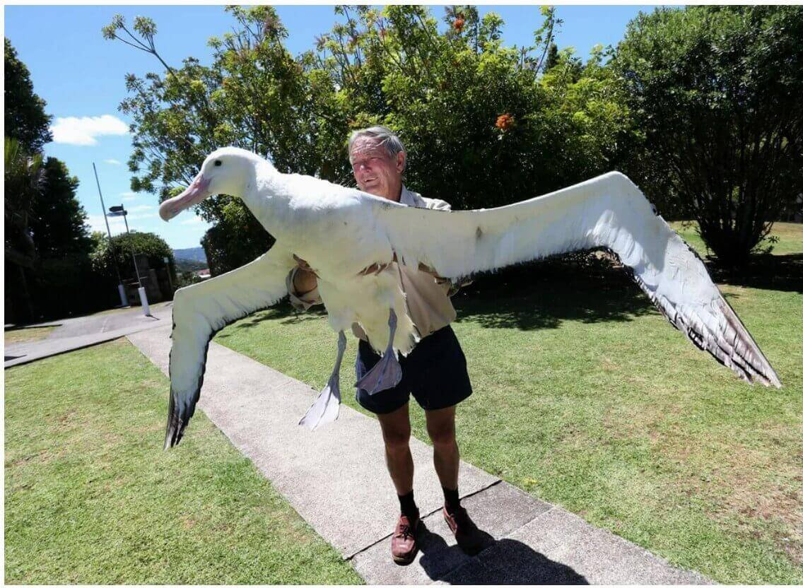 Королевский Альбатрос птица