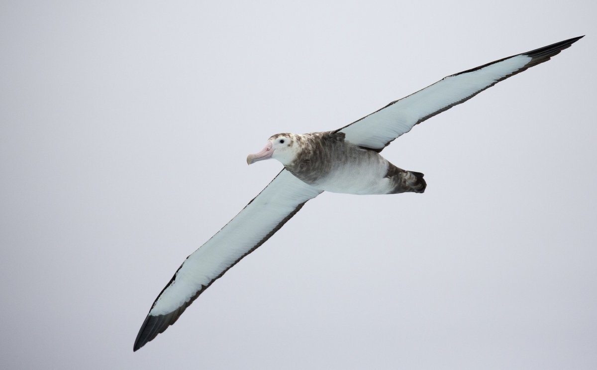 Странствующий Альбатрос размах крыльев