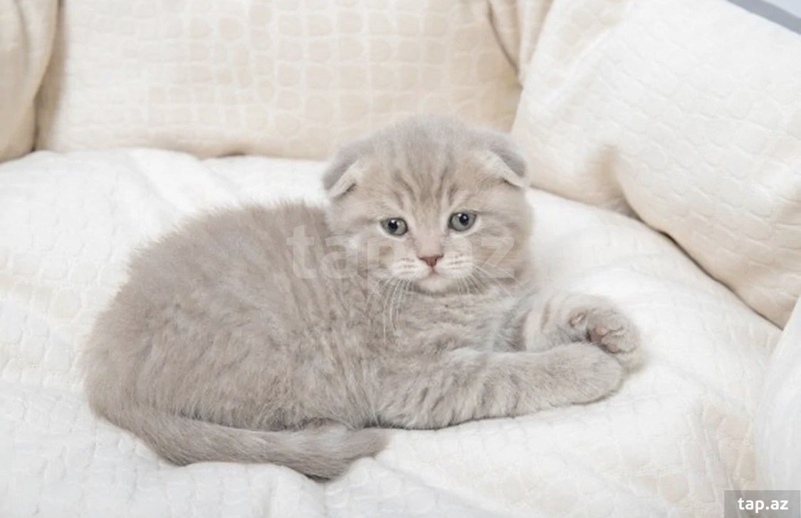 Лиловая шотландская кошка