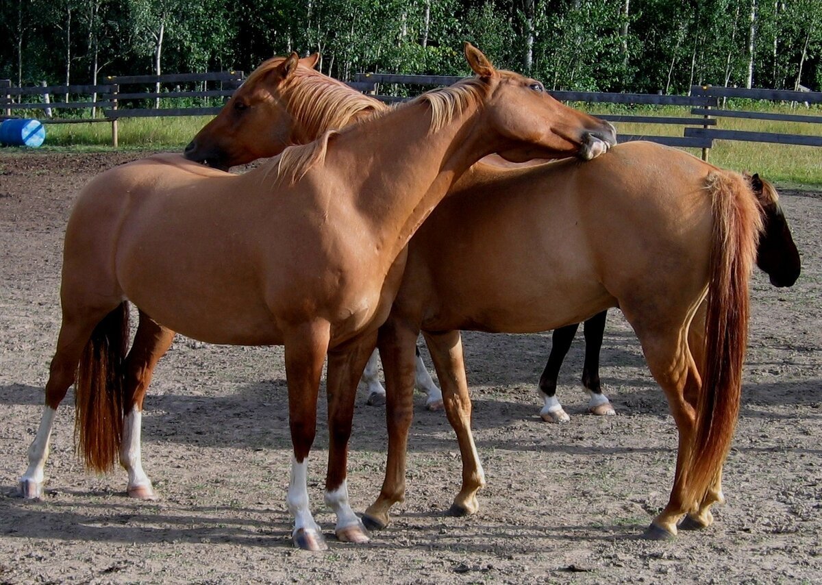 Две лошади любовь