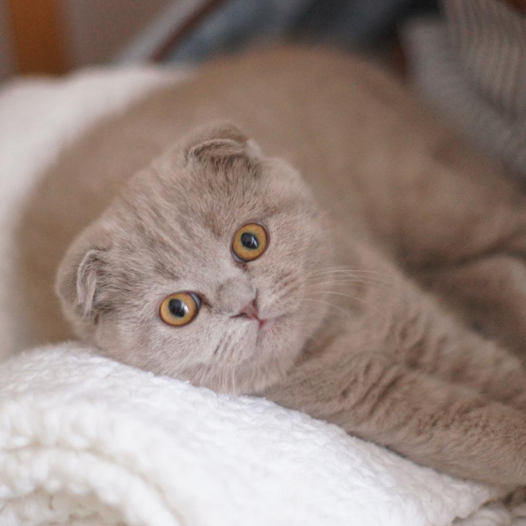 Шотландская вислоухая кошка лиловая