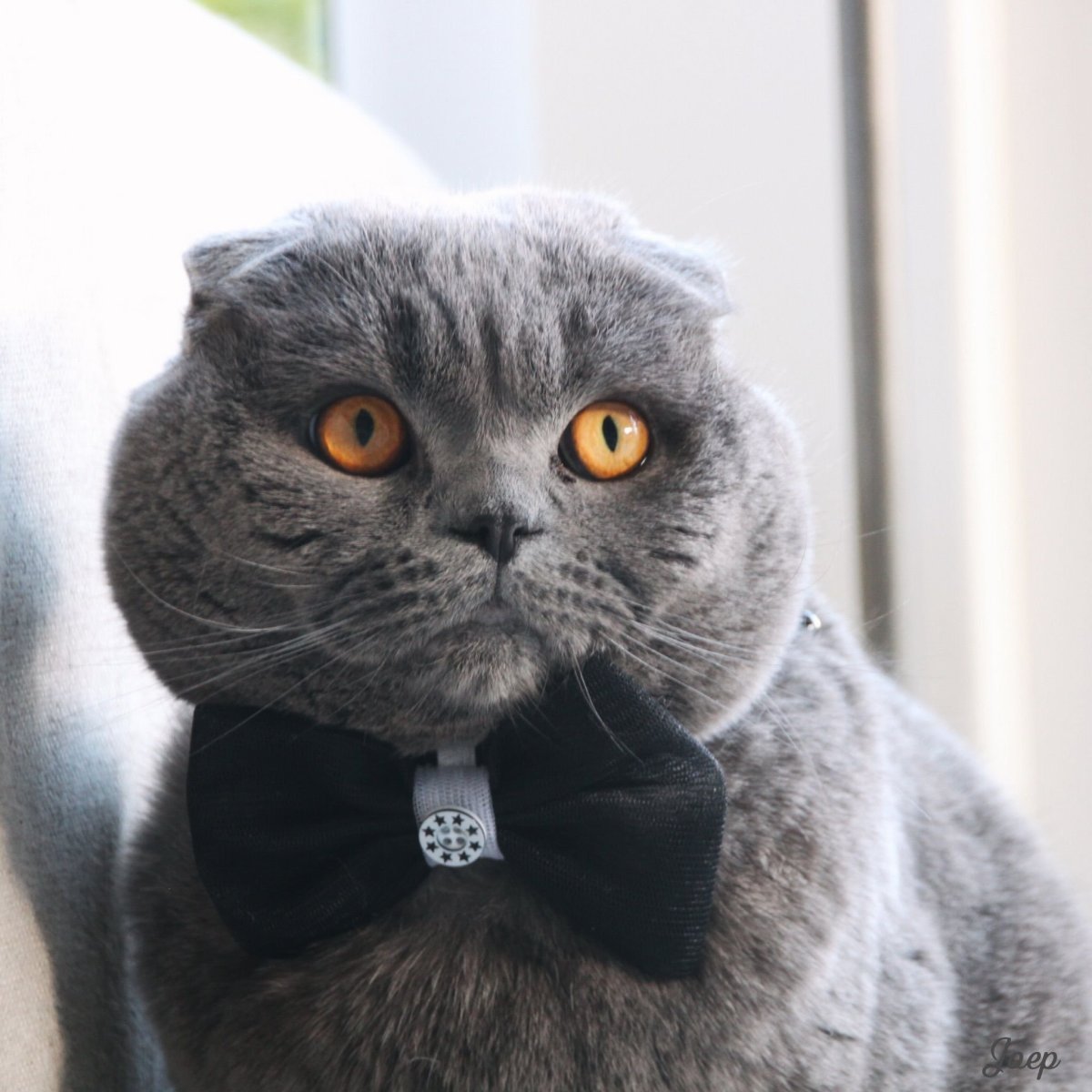 Британский вислоухий кот