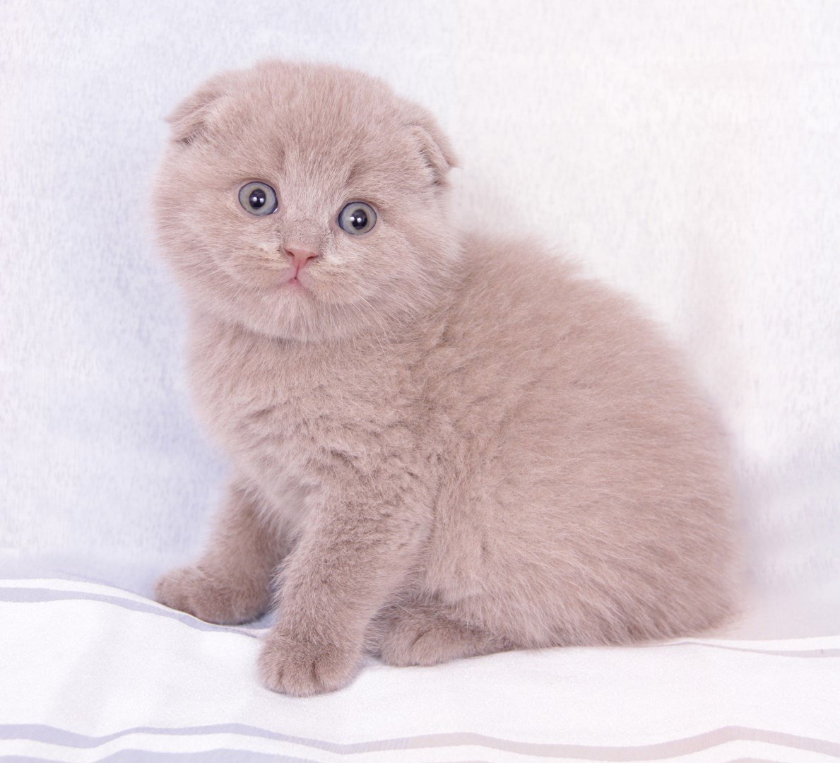 Скоттиш фолд лиловый