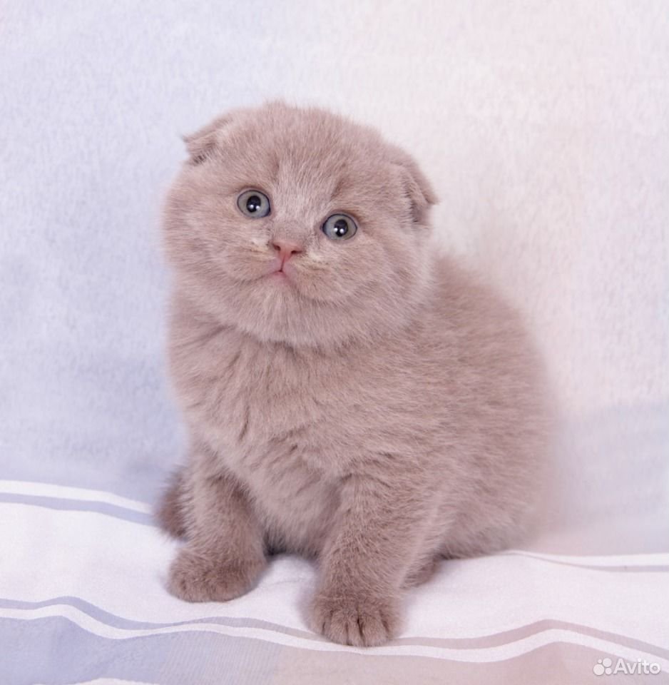 Котята Шотландские вислоухие лиловые
