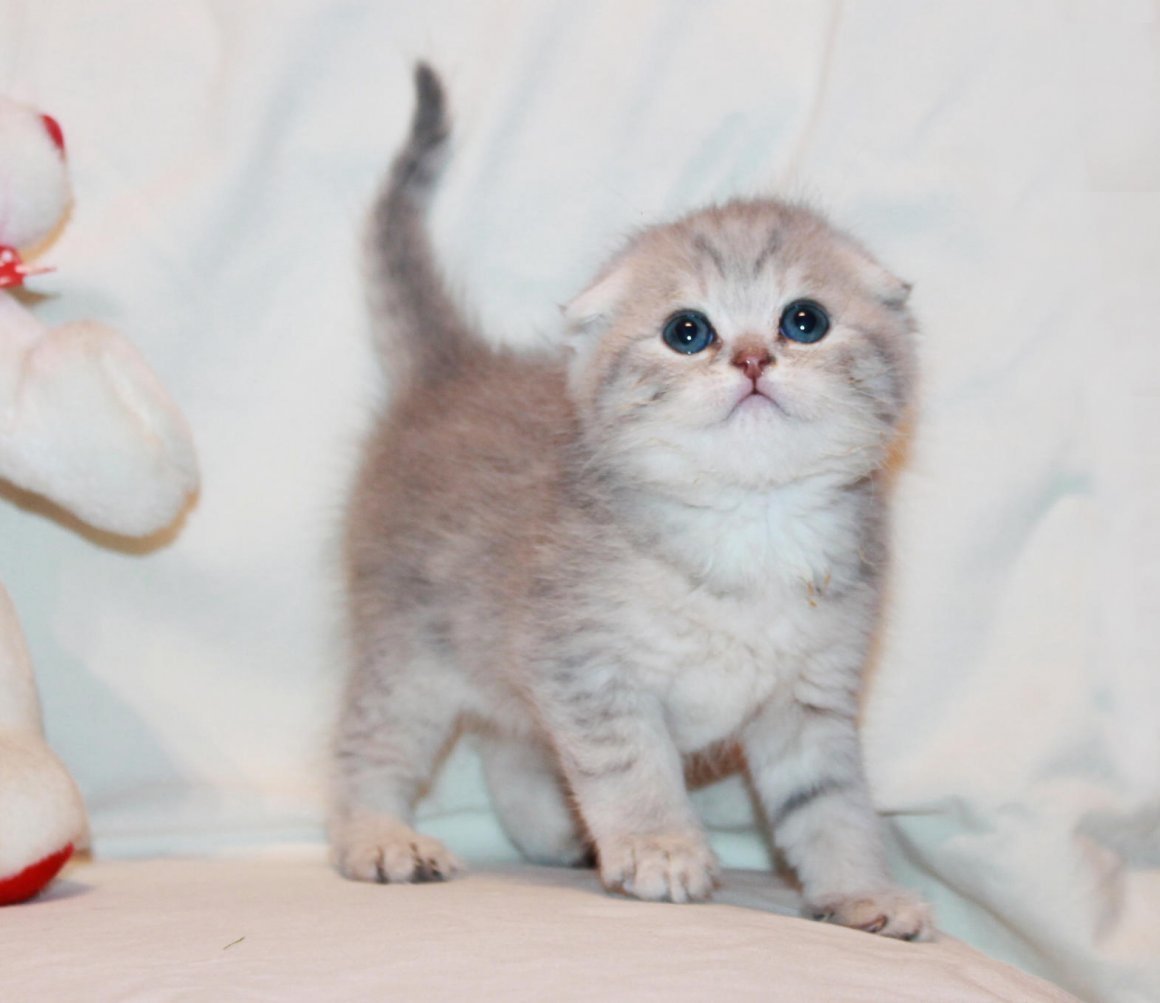 Вислоухая шиншилла кошка