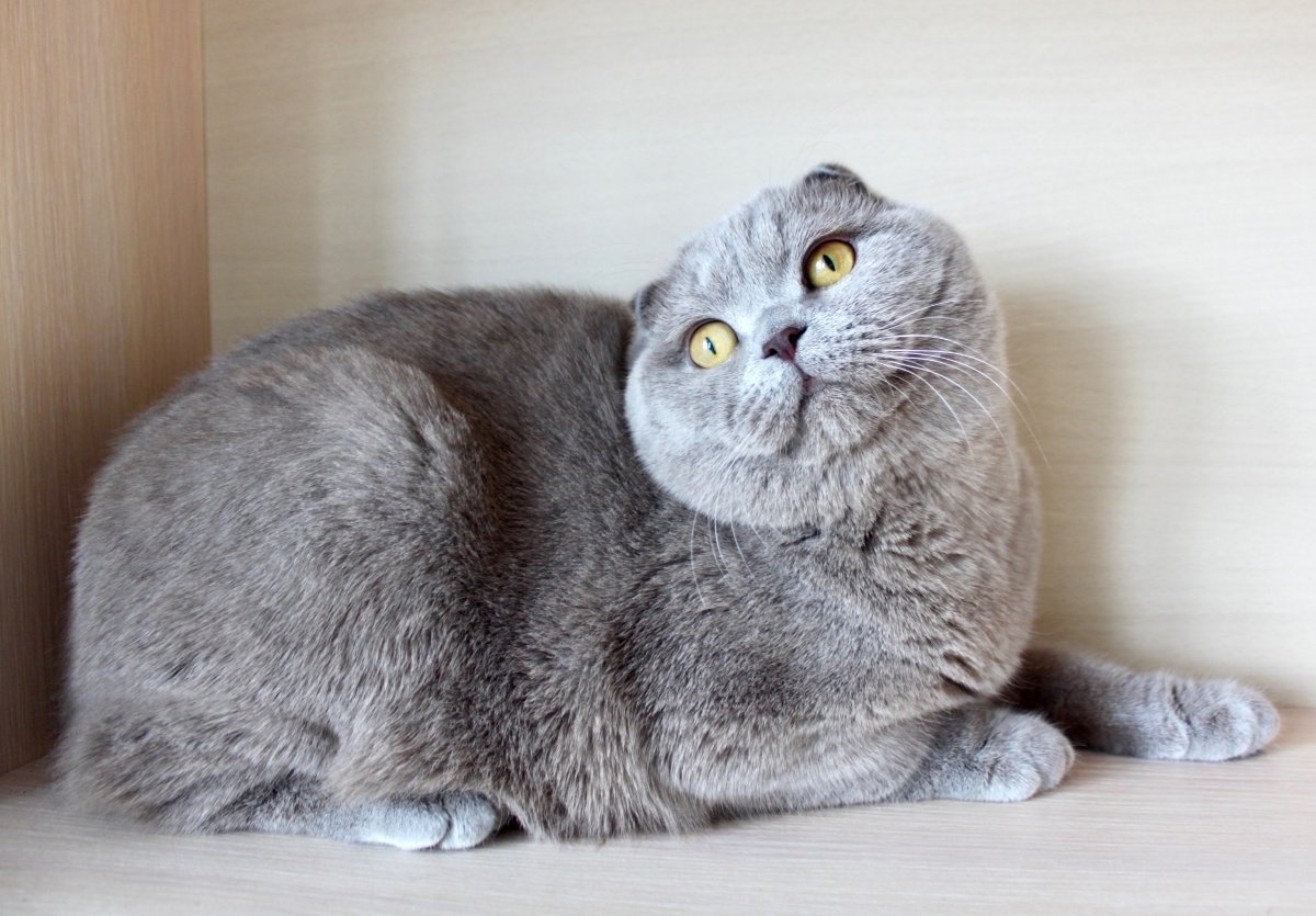 Лиловый шотландский скоттиш фолд