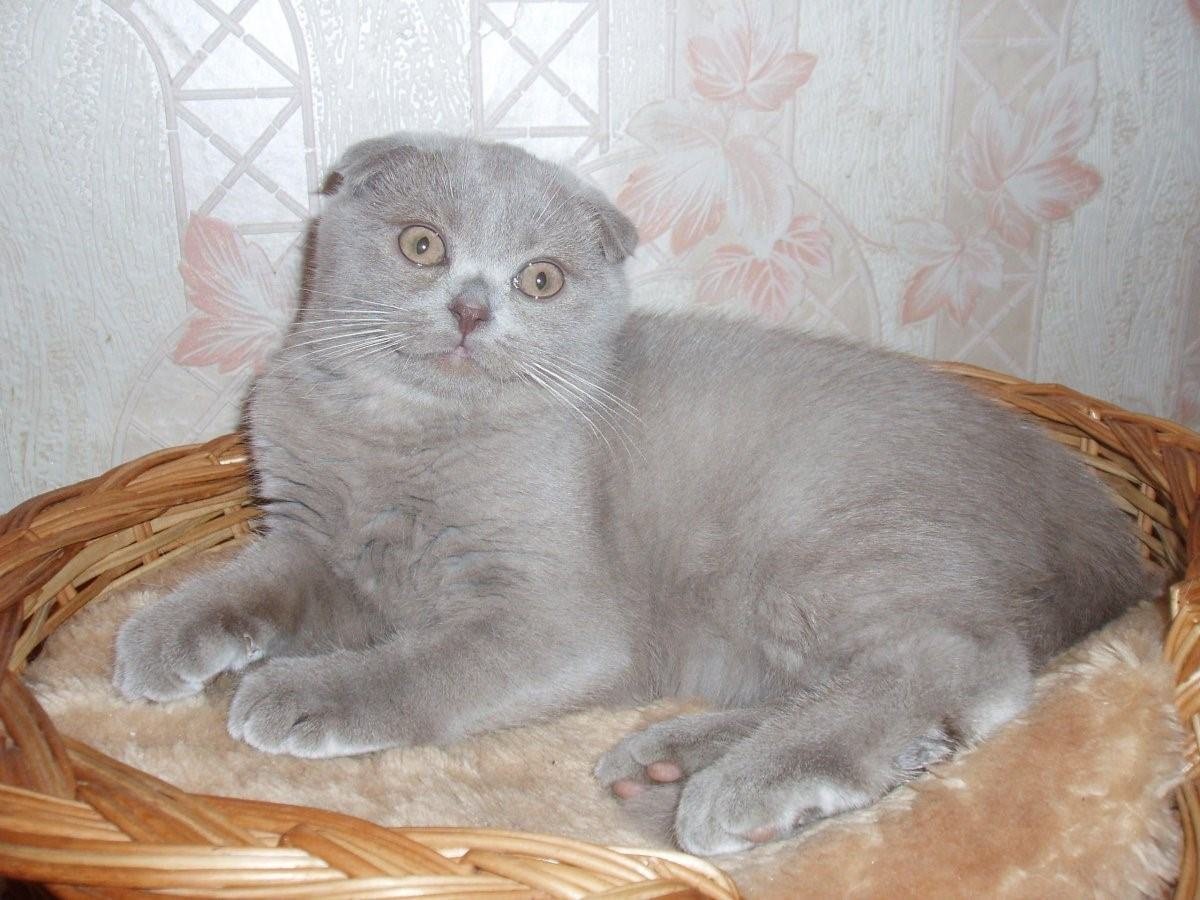 Шотландская вислоухая кошка лиловая
