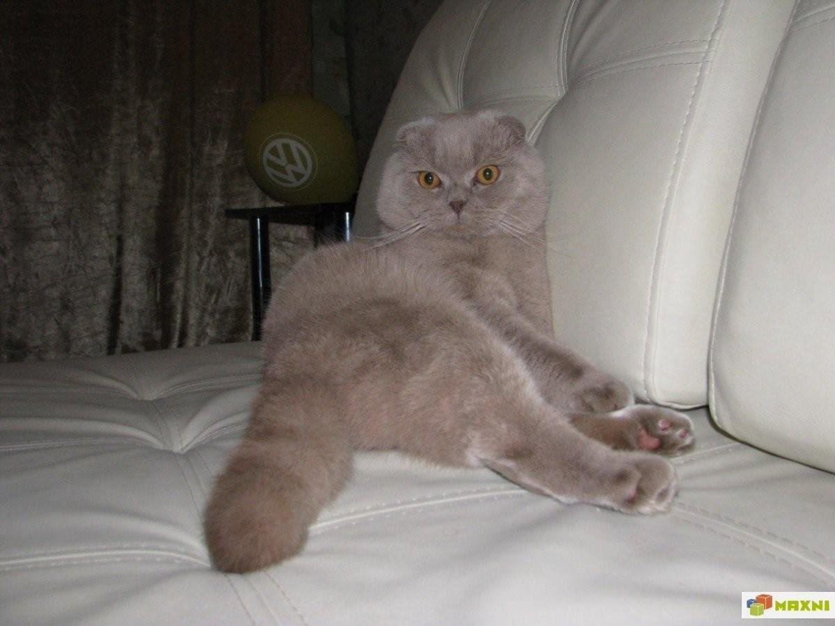 Шотландская вислоухая кошка лиловая