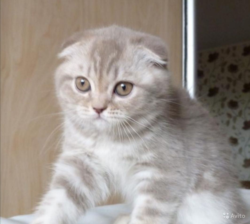 Лиловый табби шотландской вислоухой кошки