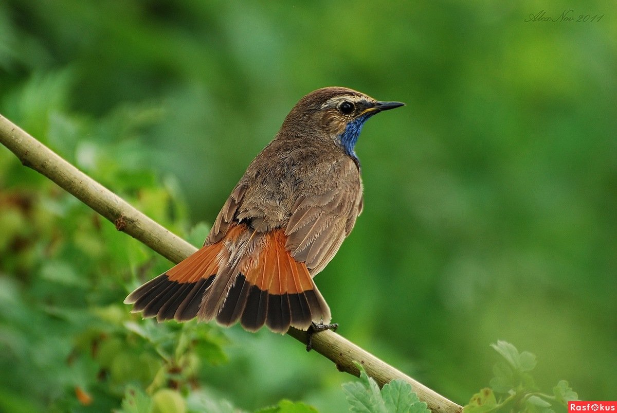 Варакушка певчая