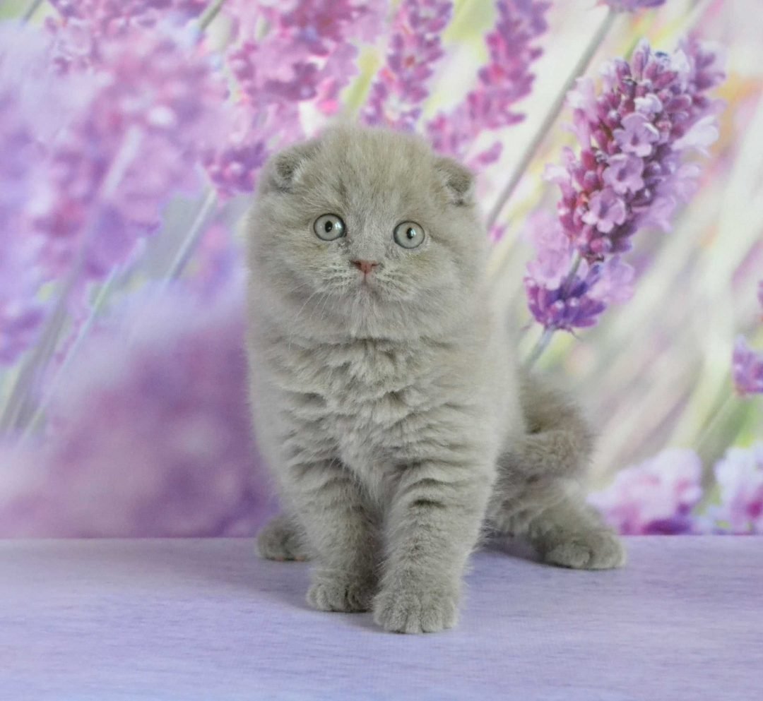 Лиловый плюшевый скоттиш фолд