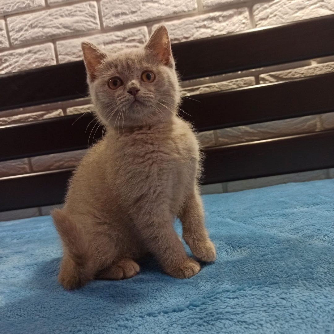 Шотландская лиловая