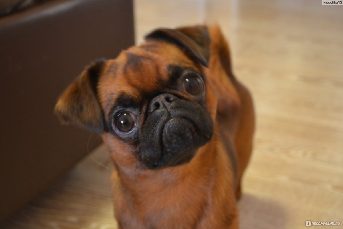 Собака гриффон брабансон