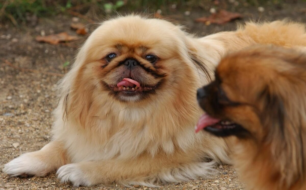 Пекинес породы собак