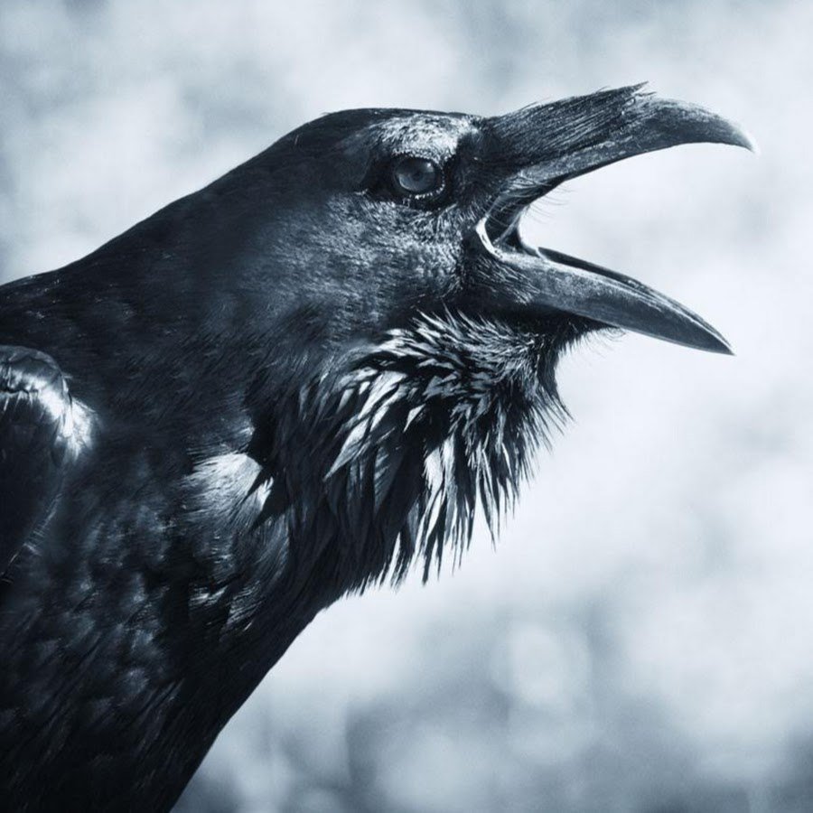 Голова вороны