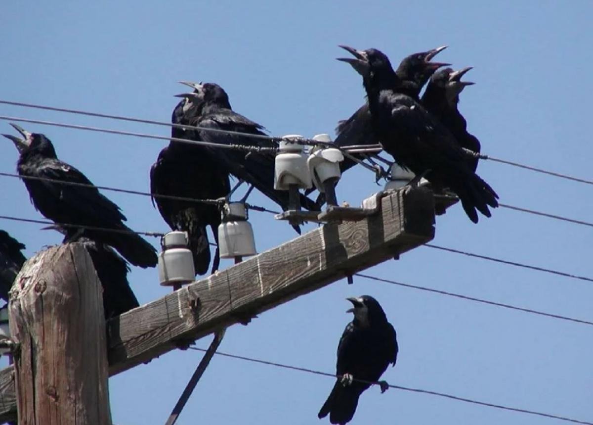 Грачи на проводах