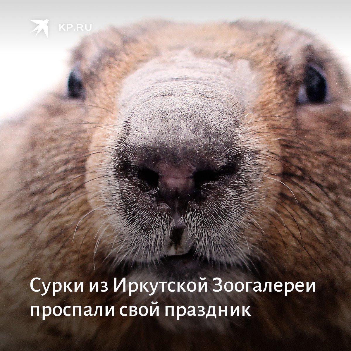 Сурок морда