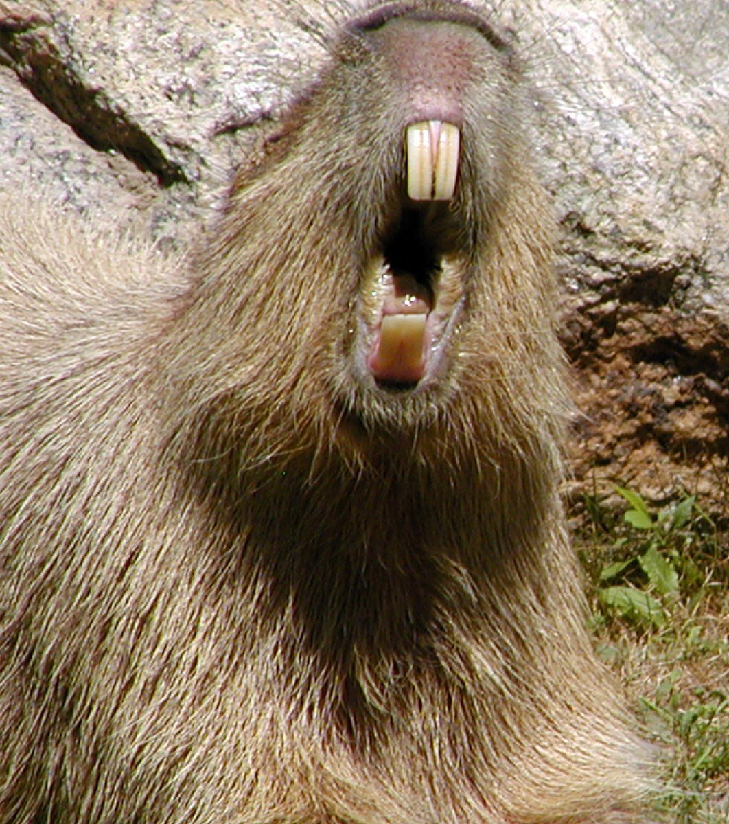 Капибара бобер нутрия ондатра