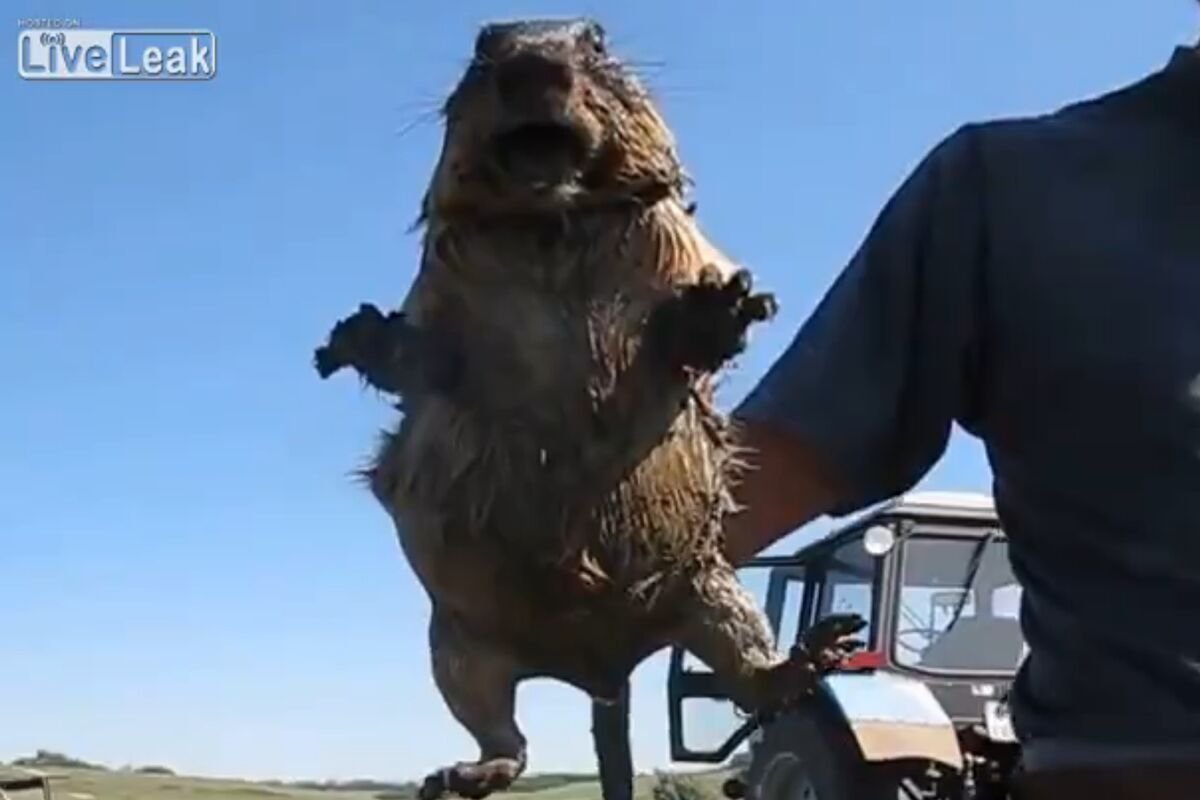 Кричащий сурок