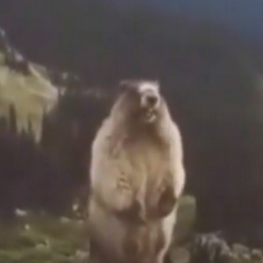 Бобер кричит